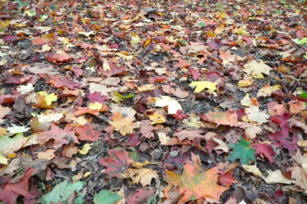 Leaves at Ambarrow Court