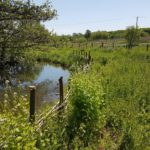 Goregous photo taken in summer, with lush green vegetation along the riverbank.