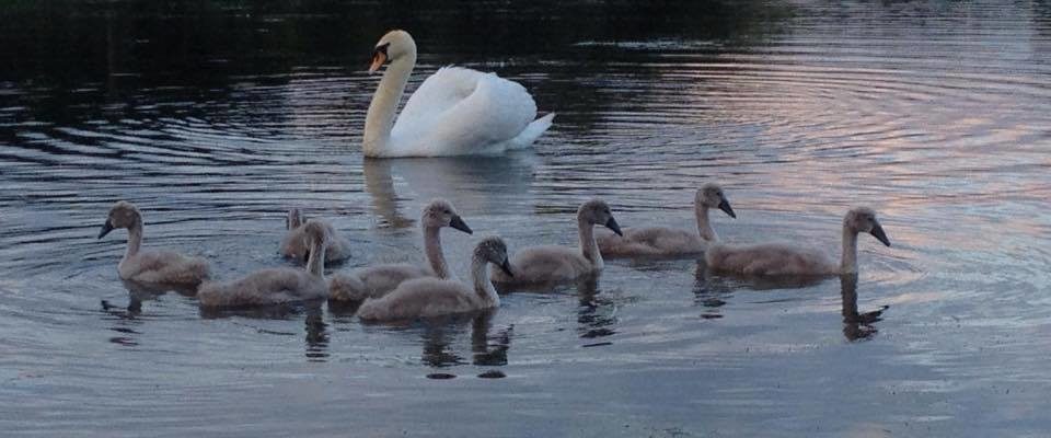 Swans at Swan Lake Park by Ruth Papworth