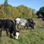 Grazing at Riverside Nature Reserve