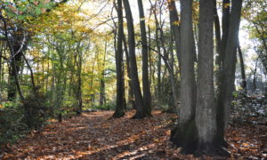 Rowhill Nature Reserve