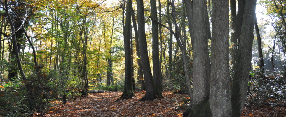 Rowhill Nature Reserve