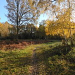 Autumn colours at Bisley Common