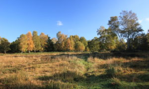 Bisley Common