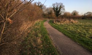 Old Forest Meadows