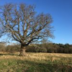 Stately Oak at Bramshot Farm