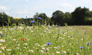 Meadow at Bramshot Farm Country Park