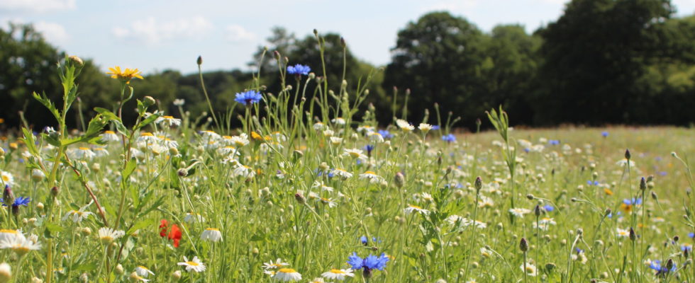 Meadow at Bramshot Farm Country Park