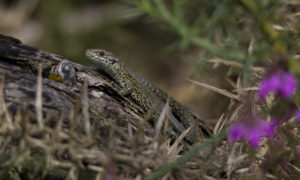 Photograph of common lizard on a log