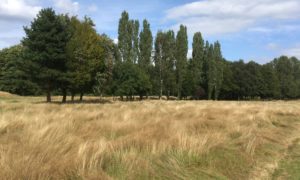 Southwood Country Park