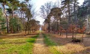 Chobham Place Woods