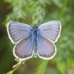 Photograph showing the blue of an open-winged silver-studded blue butterflue