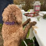 Naughty hound with muddy feet on the display table :-)