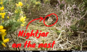 Still from a video showing a nightjar on her nest