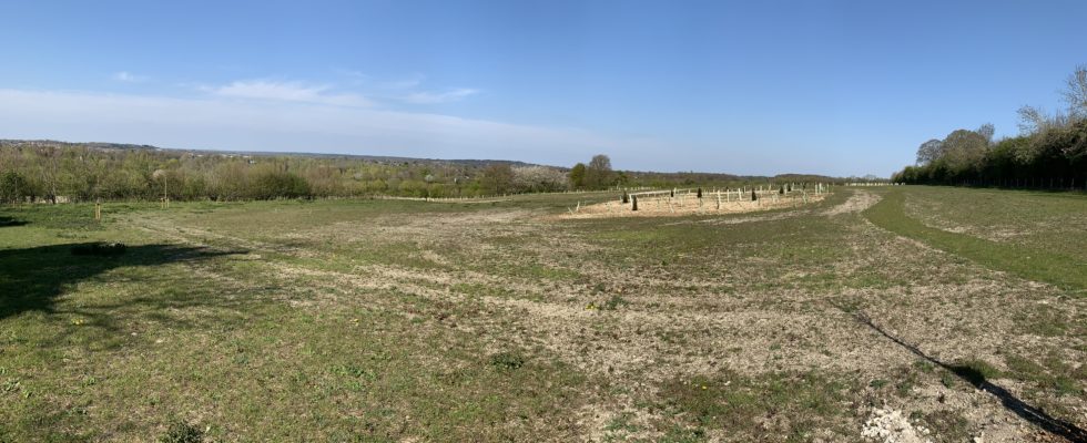 Photograph of greenspace at Runfold Ridge, showing green meadows