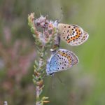 Photograph of mating pair of silver-studded blue butterflies
