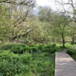 Photograph of woodland and a boardwalk