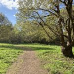 Path through a small meadow