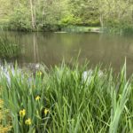 Photograph of one of the ponds, with yellow flag irises in the foreground