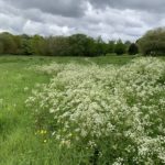 Meadows with lots of cow parsley in flower in the foreground