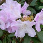 Mauve rhododendron