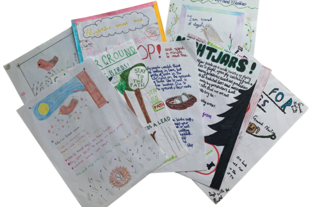 A selection of school children's posters helping to protect ground-nesting birds