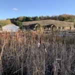 Photo of a reed bed in the foreground, with a wooden-clad building in the background