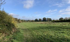 Photograph of the meadows in early autumn, showing mown path through the meadow