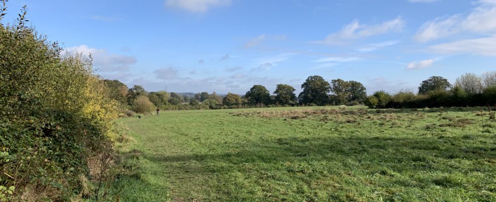 Photograph of the meadows in early autumn, showing mown path through the meadow