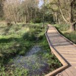 Photograph of a boardwalk winding through willows and dam ground