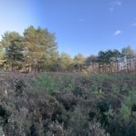 Photo of expanse of heather surrounded by pine trees