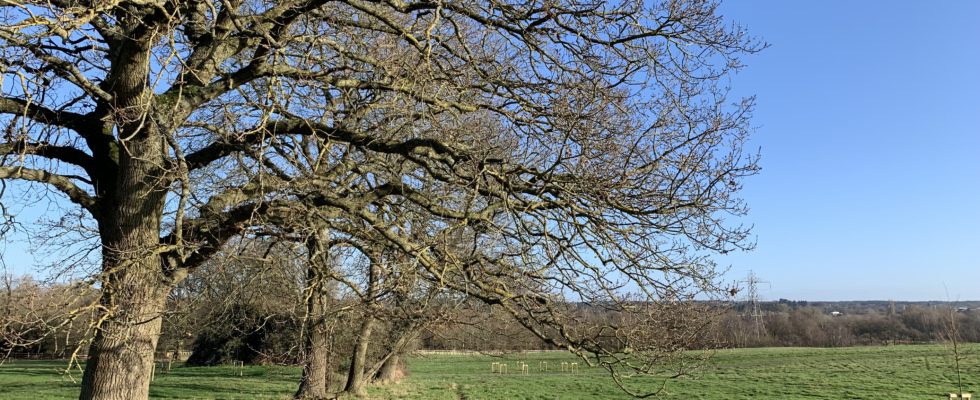 Photo of a line of mature oak trees set in grassy meadow