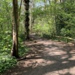 Photograph of a wide path through woodland, with spring flowers carpeting the ground