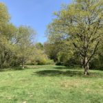 Meadow with surrounding trees just bursting into leaf