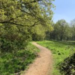 Photograph of a path snaking into the meadow