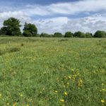 Photo of a meadow filled with yellow buttercups