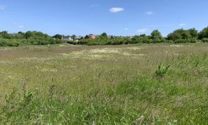 Photo of sweeping expanse of wildflower meadow