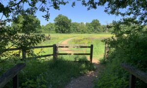 Photo taken from the woodland, looking out to a meadow.