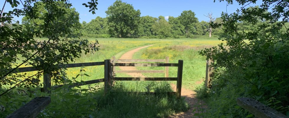 Photo taken from the woodland, looking out to a meadow.