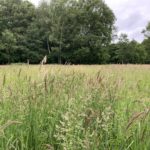 Photo of meadow grasses.