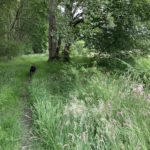 Photo of a dog trotting along a path on the woodland edge.