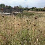 Photo of a viewing platform in a late summer meadow.