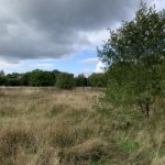 Photo of a park with a large meadow and mature trees