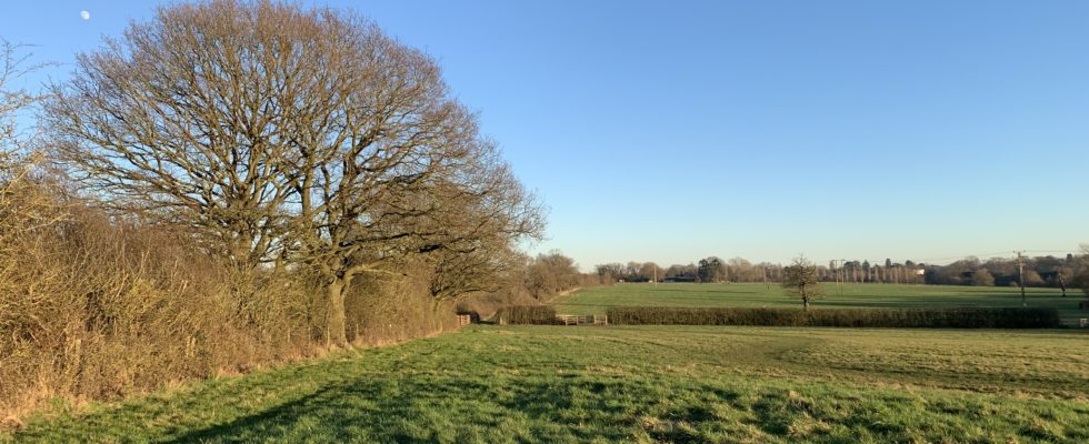 Photo of a lovely day in winter, with bare oak trees in the hedgerow.