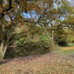 Photo of trees in autumn colours around the pond.