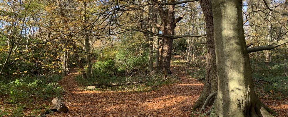 Photo of a woodland path.