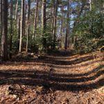 Photo of a woodland path through pine trees.