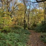 Autumnal photo of a woodland path.