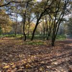 Photo of a woodland path and picnic area.