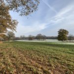 Photo of a large frosted meadow with scattered oak trees.